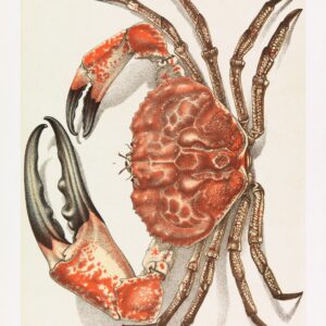 RAWPIXELS Cancer Crab