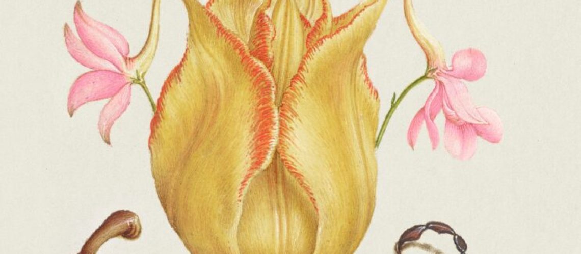 Rocket Larkspurs, Tulip, Scorpion, Millepede, and European Filbert from Mira Calligraphiae Monumenta or The Model Book of Calligraphy (15611596) by Georg Bocskay and Joris Hoefnagel. Original from The Getty. Digitally enhanced by rawpixel.
